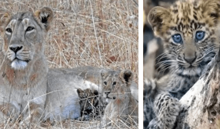 Mama lavica usvojila je bolesnu bebu leoparda i odgojila ga kao vlastitog