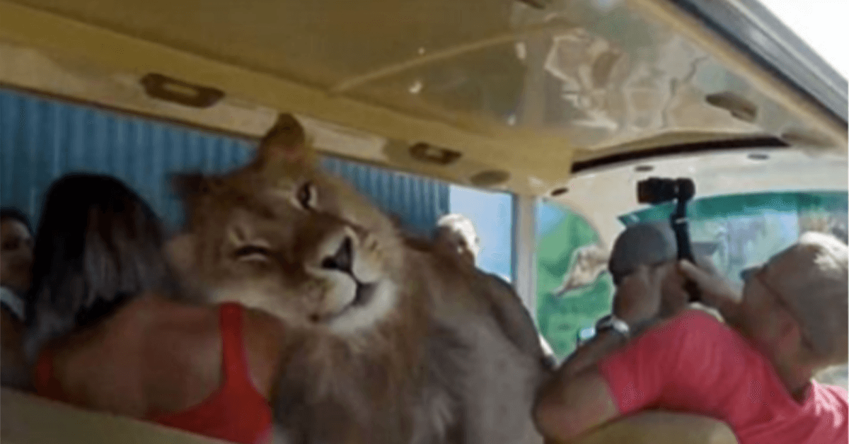 Lav se popeo u autobus želeći da ga ljudi vole