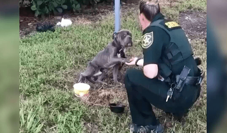 Pas vezan za stup pruža šapu prema policajcu koji ga je došao spasiti