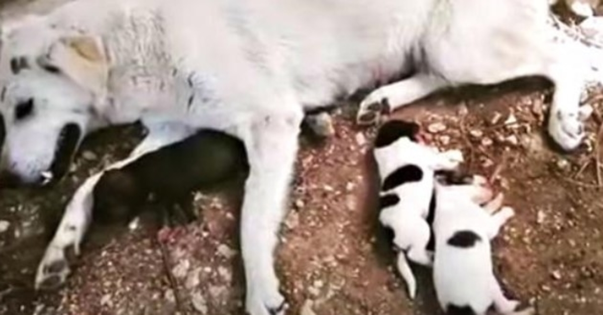 Pas paraliziran automobilom dok se porađala, mama i beba su se držale i tražile molitvu