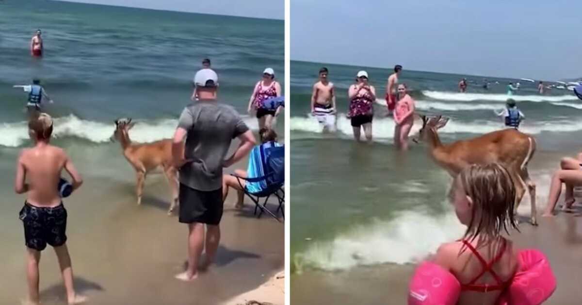 Jelen se pojavljuje iz šume kako bi uživao u danu na plaži