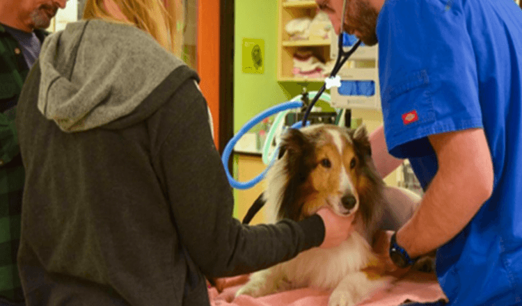 Paralizirani pas je trebao biti eutanaziran sve dok veterinar nije napipao krpelja