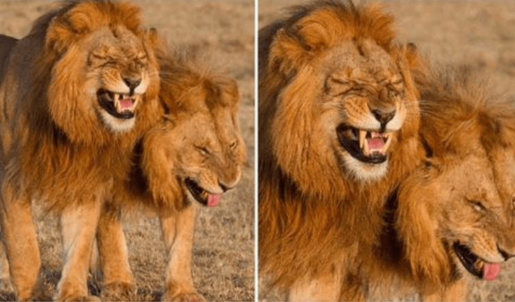 Dvojac lavova snimljen kamerom kako se hihoće u Nacionalnom parku Masai Mara, Kenija