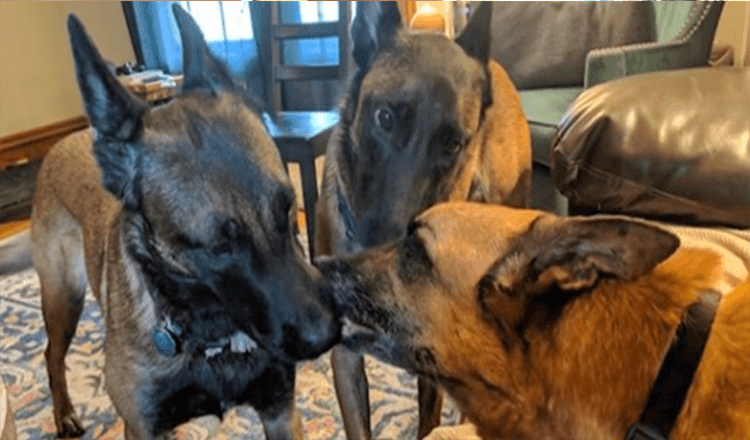 Psi ljube svog brata neposredno prije posljednjeg rastanka