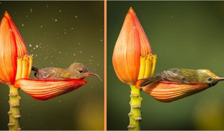 Fotograf snimio sićušnu pticu kako koristi laticu cvijeta kao svoju kadu