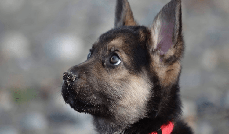 WA Rescue stvara popis za umiruće štene čije sjećanje živi