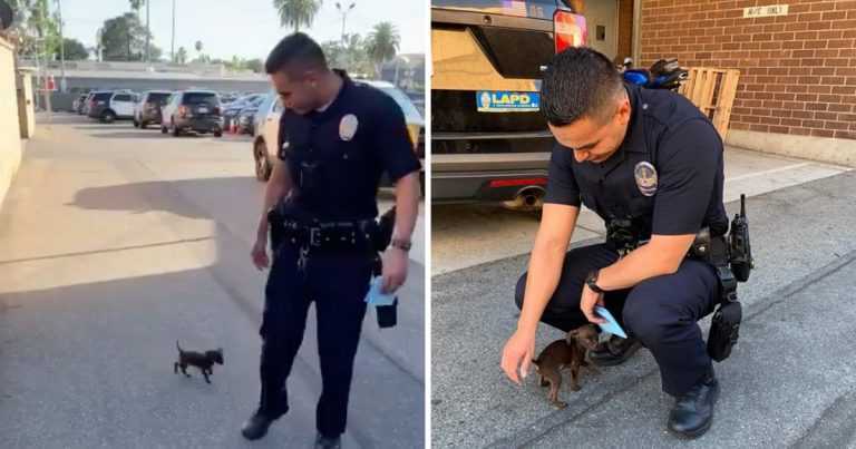 Maleno štene lovi policajca nakon što je napušteno i moli ga da ga odvede kući