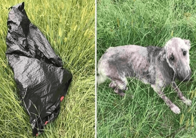 Ženin pas plače u nevolji nakon što je pored vreće za smeće pronašao bolesnog psa