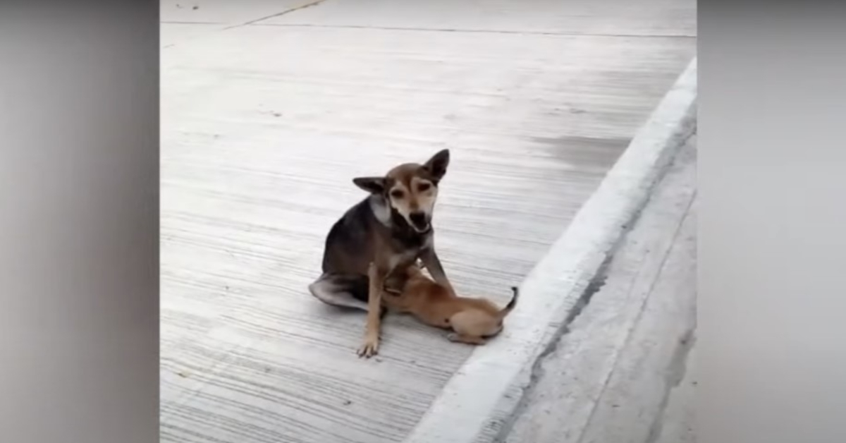 Slomljeni ulični pas još uvijek je dojila i voljela svoje bebe najbolje što je mogla