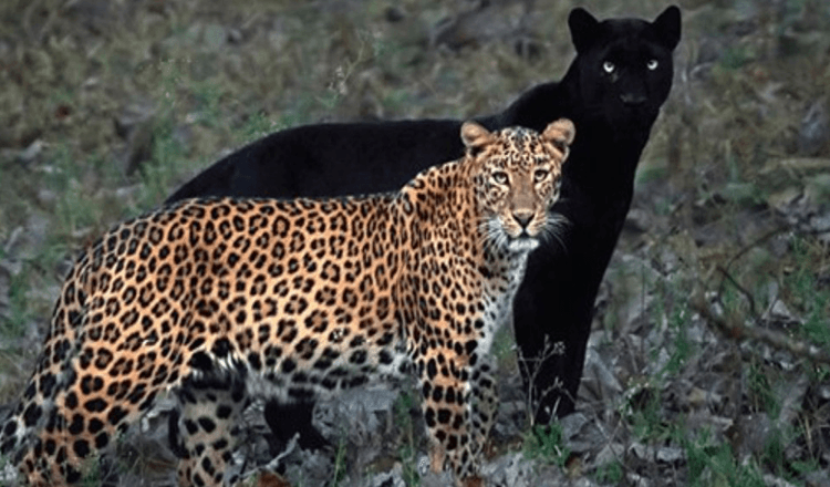 Fotograf snimio nevjerojatnu fotografiju para leoparda i crne pantere