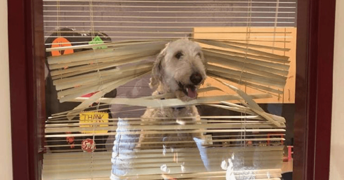 Labradoodle prati djecu u školu, a zatim obitelj prima njegovu fotografiju u ravnateljevu uredu