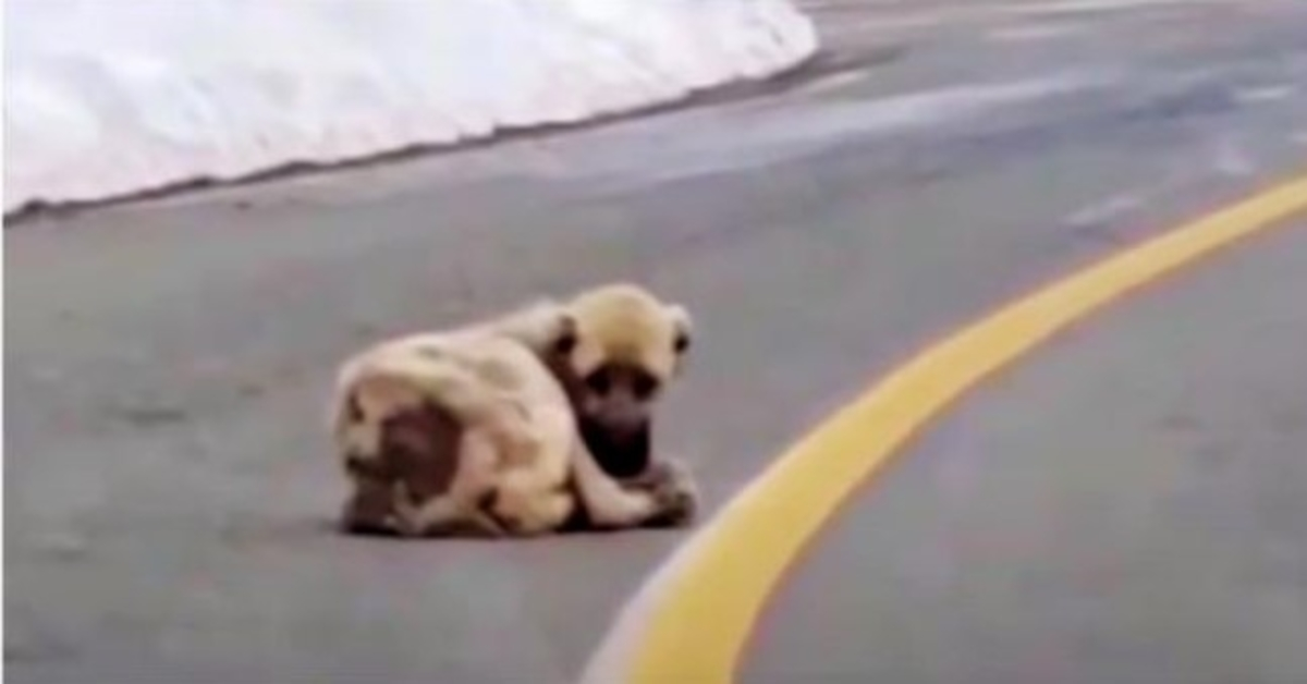 Šuplji pas koji leži na cesti žudio je za toplinom i boljim životom, ali srce mu je bilo divlje