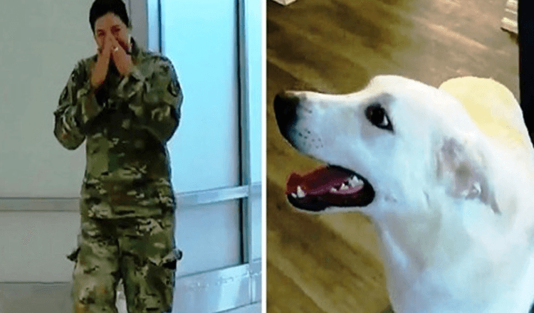 Soldier se nadala ponovnom susretu sa psićem kojeg je spasila, ali joj je ponestalo vremena