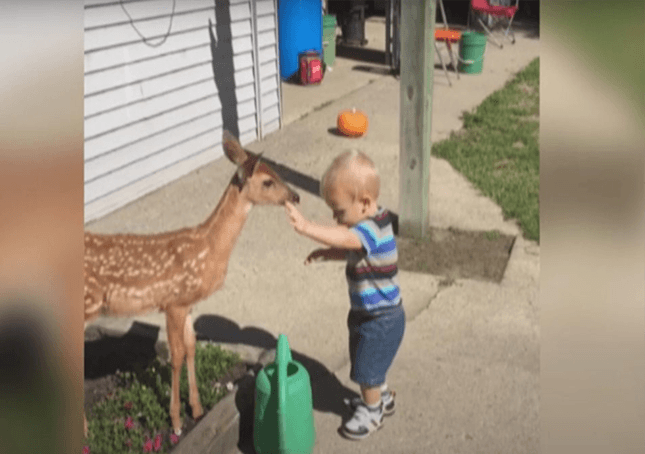 Dječačić se sprijateljio s jelenima i zauzvrat dobio mnogo više nego što je očekivao