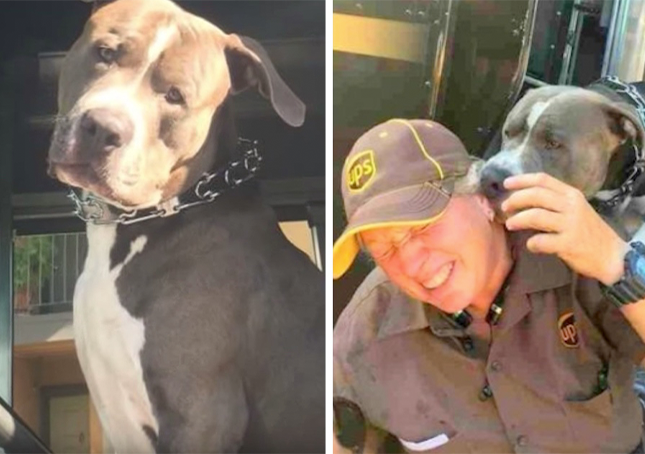 Pas neprestano plače nakon što mu je mama umrla, moli zaposlenika UPS-a da dobije novi dom