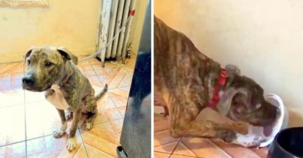 Pit Bull izgladnjen i vezan za radijator 6 mjeseci, jede snijeg misleći da je hrana