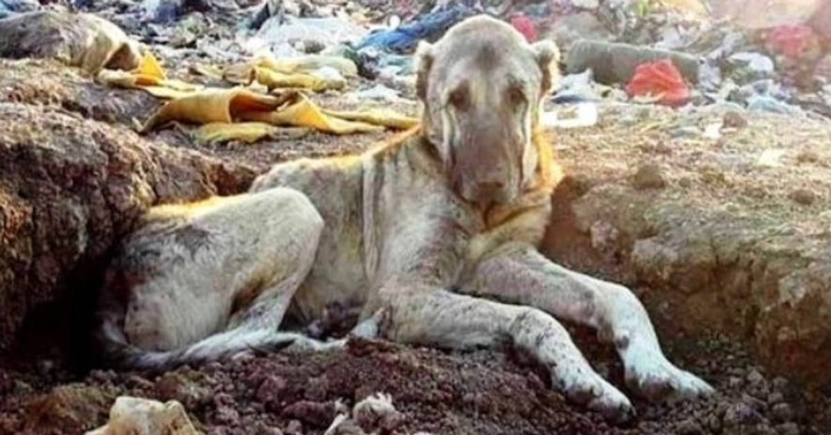 Bolesni pas bačen na odlagalište jer je “beskoristan” zakopan u smeću i čeka da umre