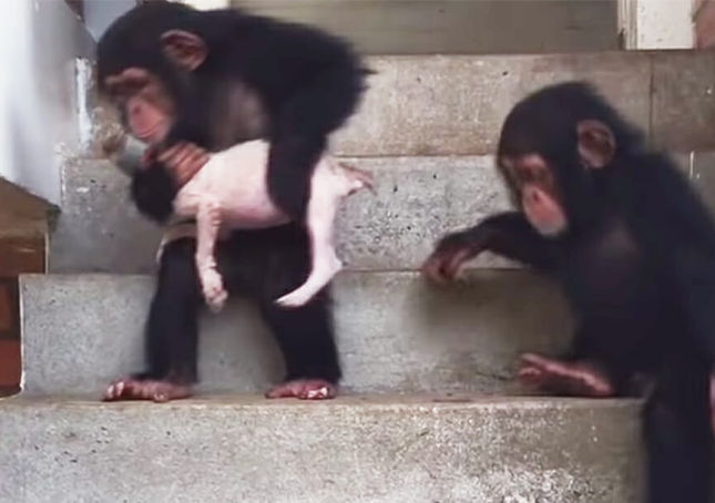 Umiruće štene vraća se u život uz pomoć nekoliko dragih čimpanza