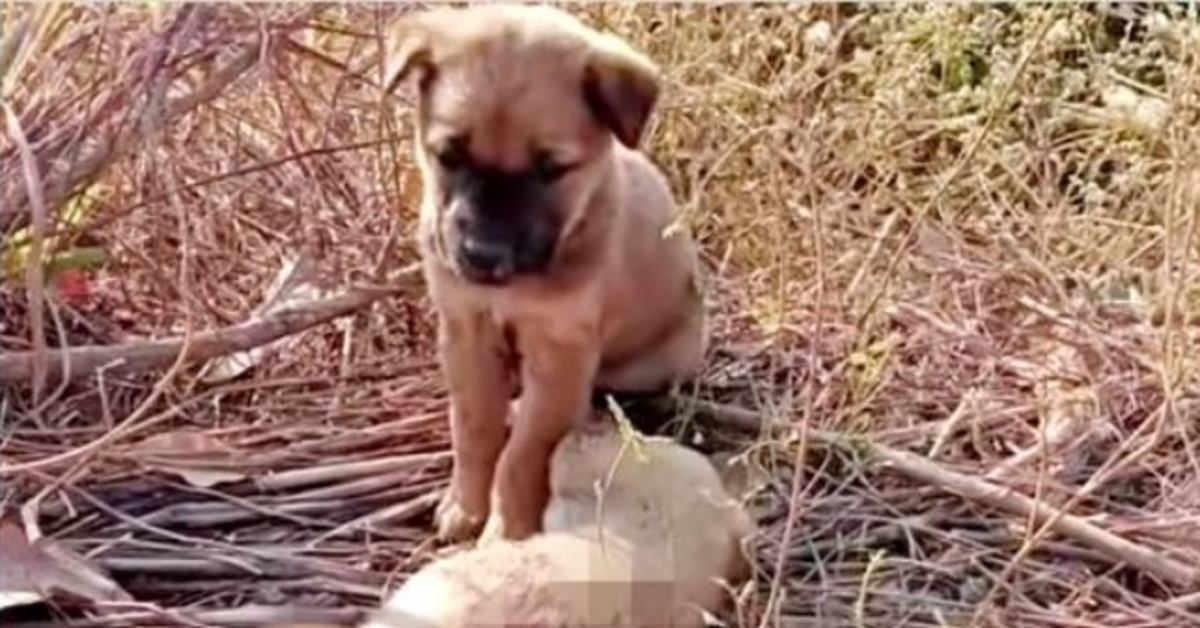 Napušteno štene plakalo je za sestrom da se probudi, stavio šape na njezino malo tijelo