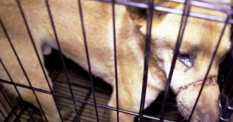 Žena vidi suze u očima psa koji čeka da bude ubijen u trgovini psećim mesom