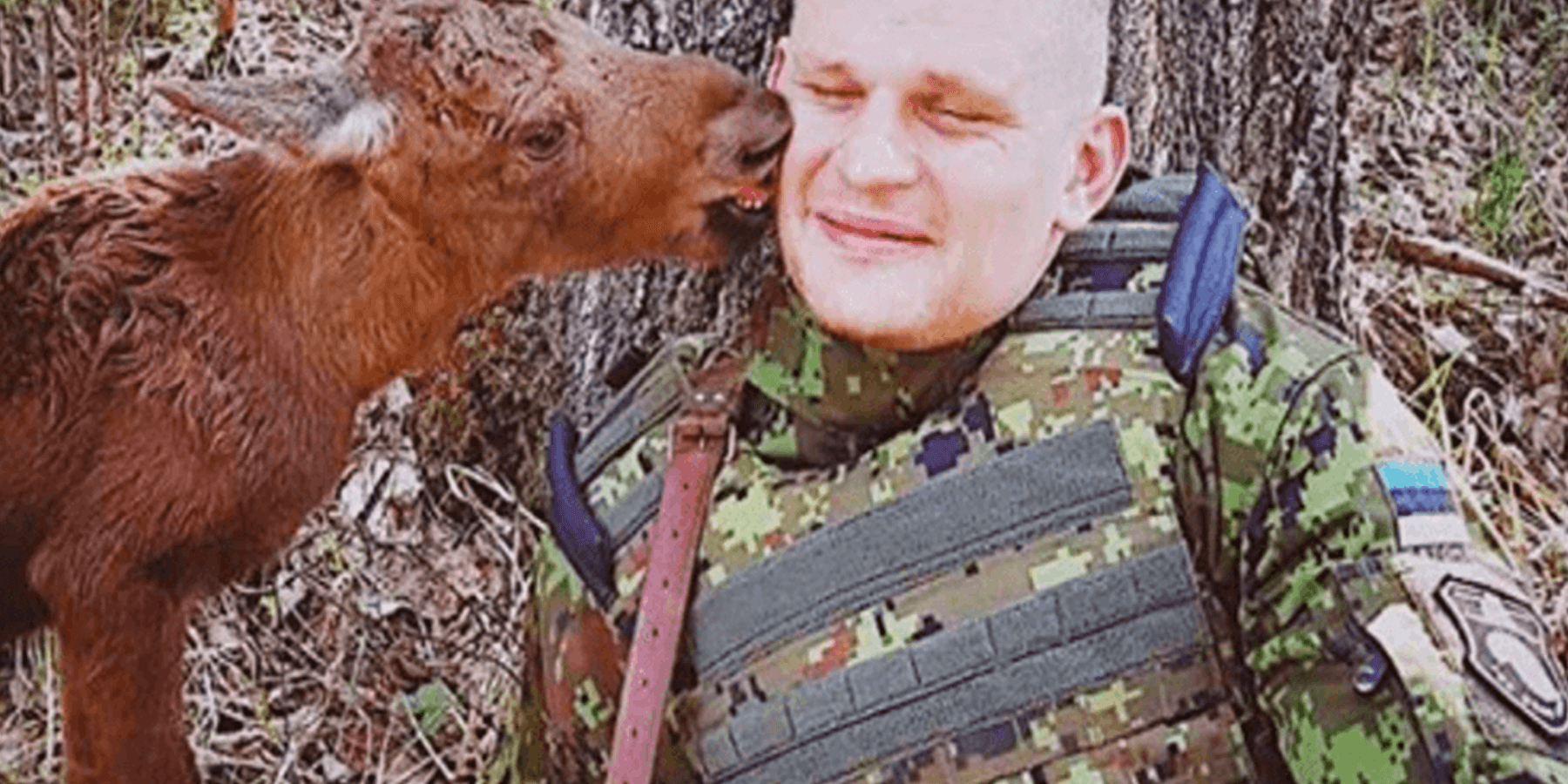 Izgubljena beba losa pronalazi vojnika u šumi i moli ga za pomoć