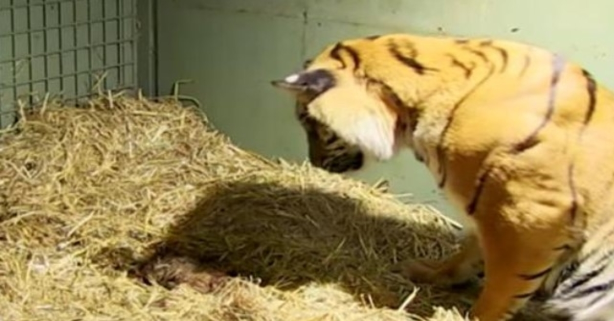 Skrbnici zaprepašteni nakon što su se tigričini majčinski instinkti uključili da spase njezine blizance koji ne reagiraju