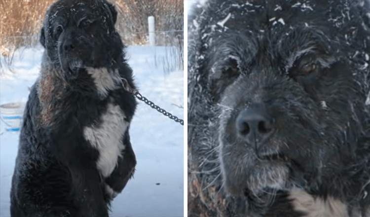 U smrznutom vremenu vezan pas pronađen naizmjenično držeći jednu šapu podalje od hladnog tla