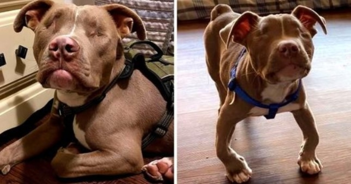 Obitelj usvojila slijepo invalidno štene pit bulla, on ih obasipa beskrajnom ljubavlju