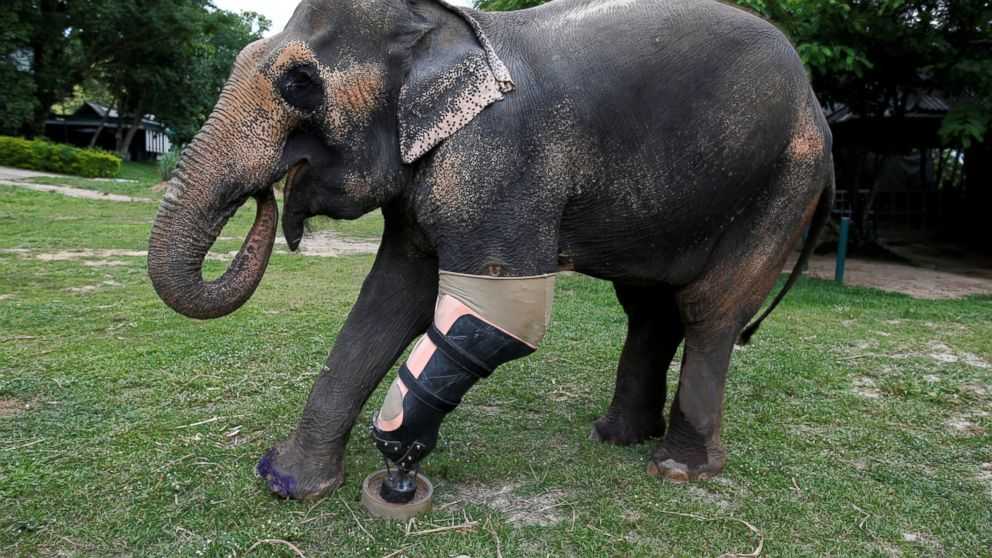 Bebi slonu je dana protetička noga nakon što je nogu izgubila od nagazne mine
