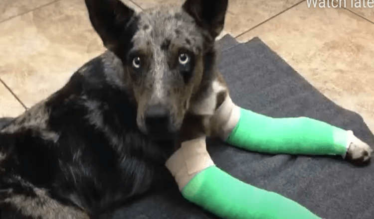 Pas s dvije slomljene noge tetura do udaljene postaje čuvara parka tražeći pomoć