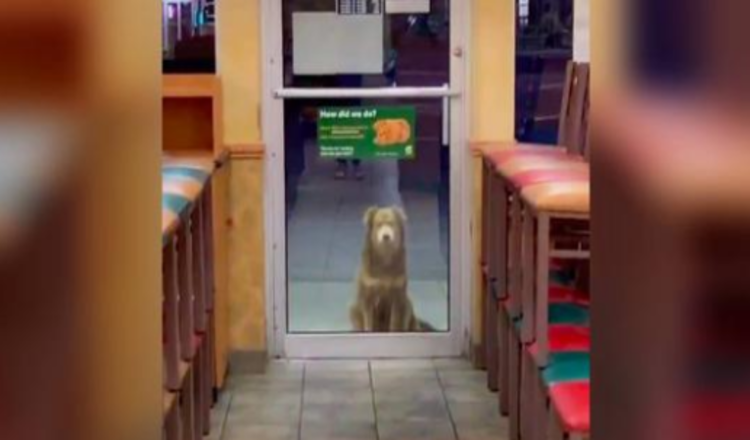 Ovaj napušteni pas dolazi svake večeri po svoj besplatni obrok u prodavaonicu sendviča
