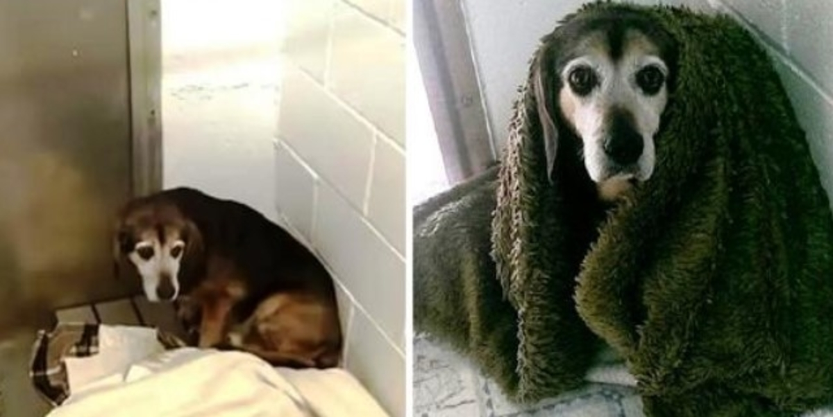 Nakon 764 dana razlike, pita se hoće li ga nestali stariji pas ponovno prepoznati