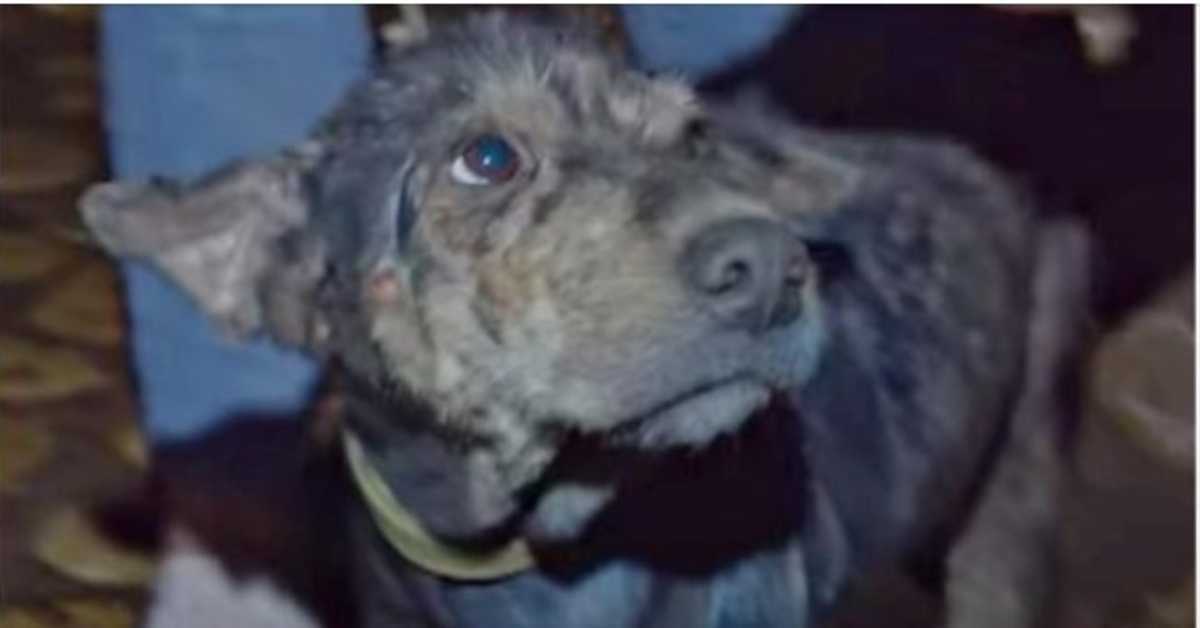 Nejaka psica vezana lancem 5 godina plakala dok joj je spasilac držao lice u rukama