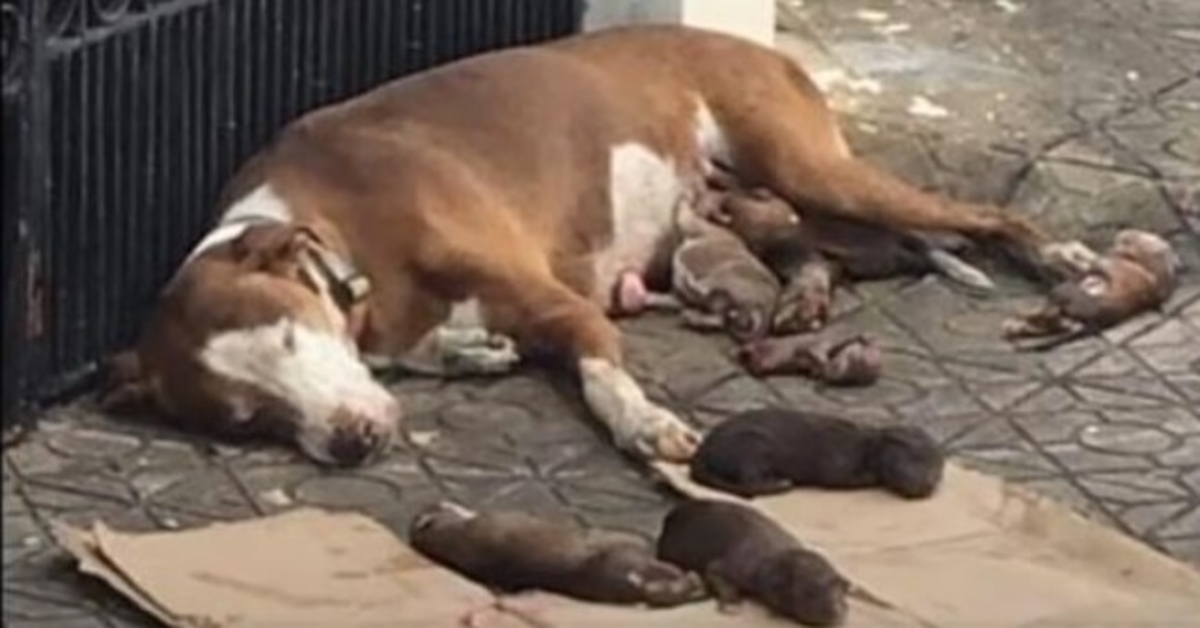 Izgladnjela mama i njezina pothranjena novorođenčad spašeni na vrijeme