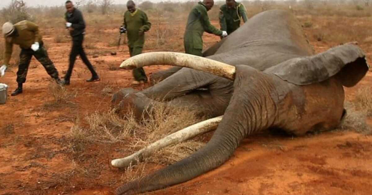 Umirući slon ustrijeljen s otrovnom strelicom Rekvizitori zahvaljuju timu herojskih pokušaja u Keniji