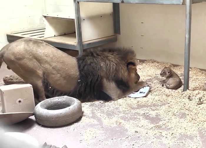 Trenutak koji topi srce, tata lav čučne kako bi prvi put upoznao svoje mladunče