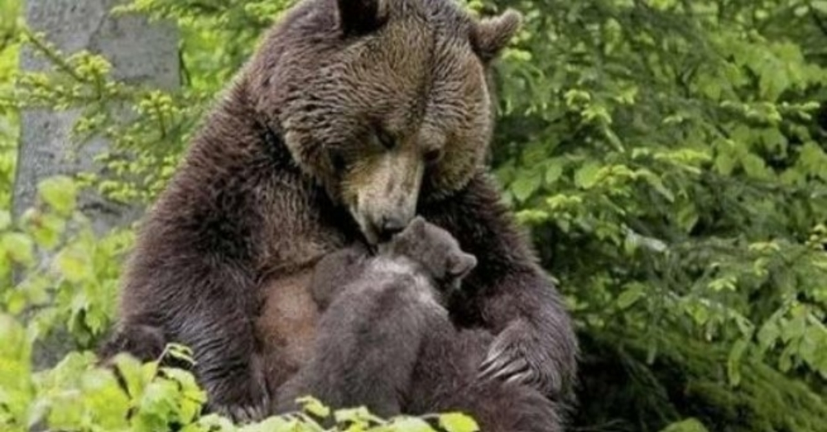 Medvjedica je donijela svoje mladunče djevojčici da mu ona izvuče iver iz šape