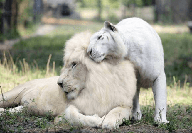 Bijeli lav i bijeli tigar zajedno su dobili djecu i oni su najdivnije stvari na svijetu