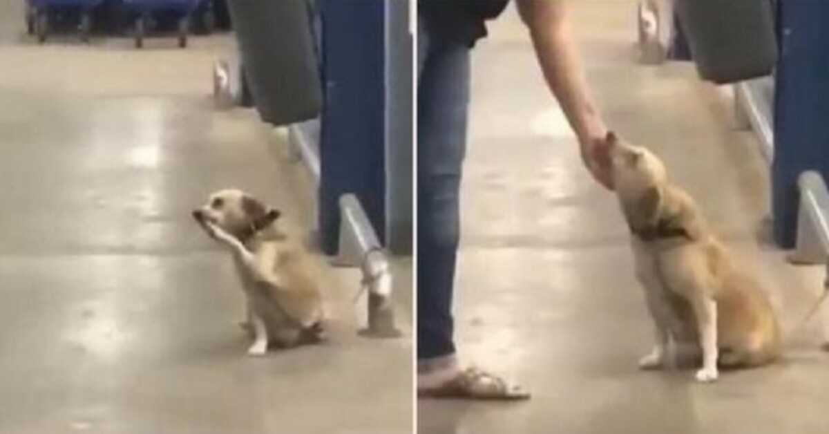 Napustio ga je vlasnik na vratima supermarketa, jadni pas ‘maha’ svakom prolazniku da se moli za udomljavanje