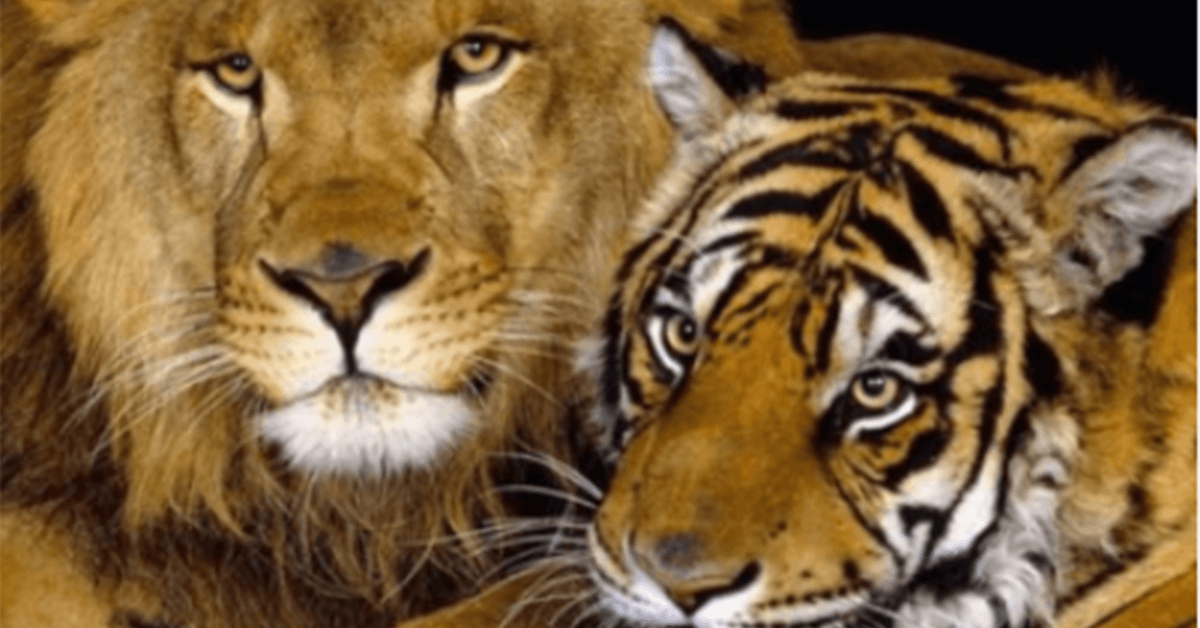 U Rusiji su se ukrstili lav i tigrica. Tako je rođen mali ‘liger’ i vrlo je lijep