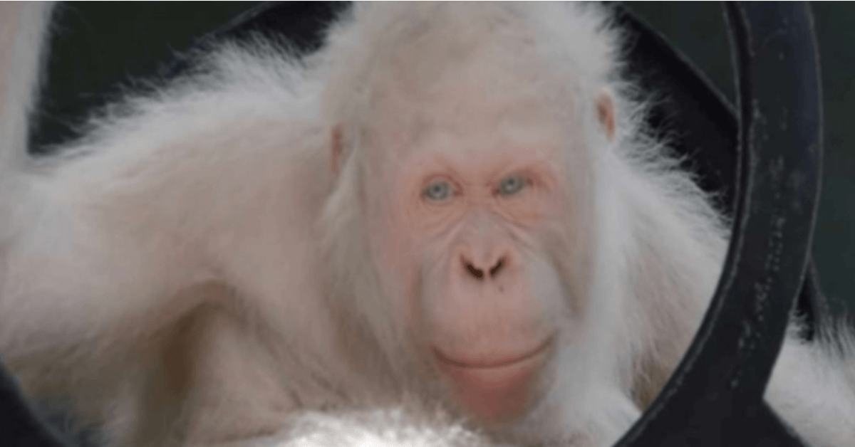 Pronađen jedini živi Αlʹ̱ínο orangutan, spasioci su joj izgradili poseban otok