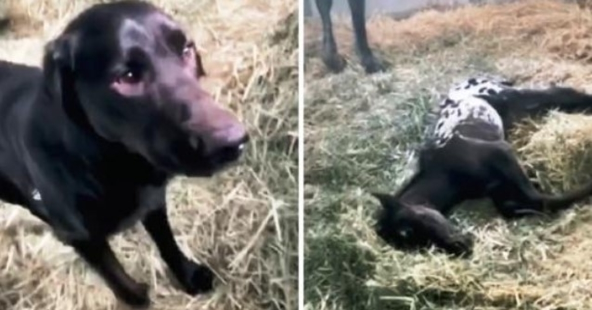 Pas trči da pozdravi novorođeno ždrijebe, ali ždrijebe nepomično leži na zemlji