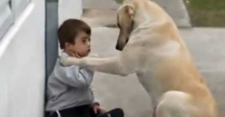 Pas prilazi dječaku s Downovim sindromom