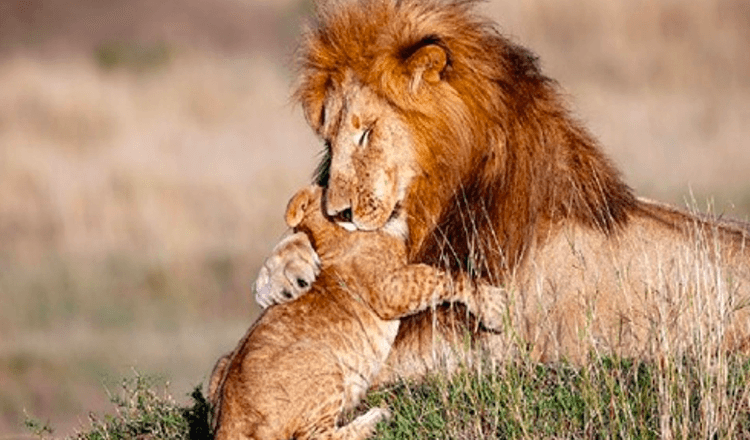 Kralj lavova u stvarnom životu (7+ slika) – fotograf snima tatu i mladunče lava u čarobnom zagrljaju