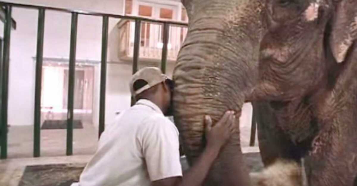 Čuvar zoološkog vrta oslobodio slona nakon 22 godine samog u zatočeništvu