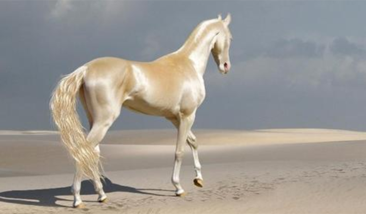 Upoznajte rijetko stvorenje koje ljudi nazivaju ‘najljepšim konjem na svijetu +7 slika
