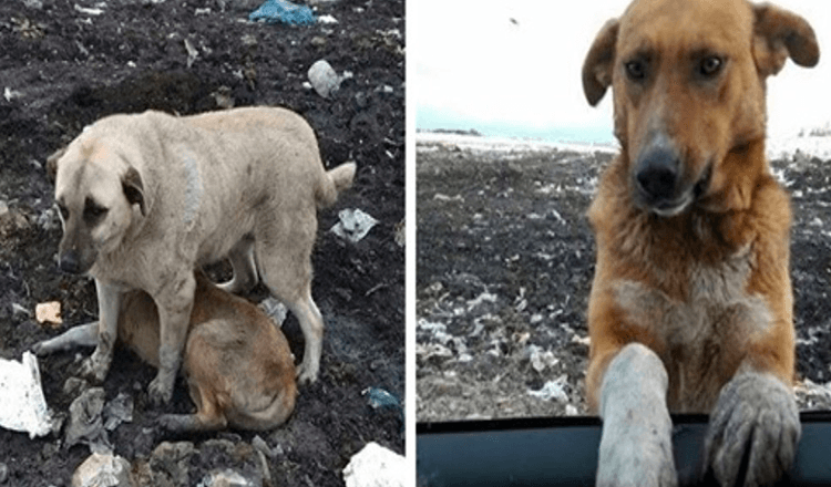 Pas lutalica koji je živio na odlagalištu smeća molio bi ljude da ga udome