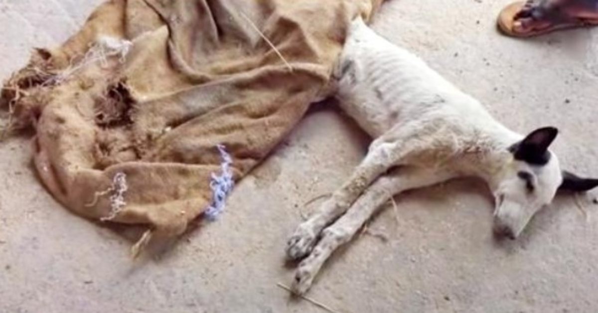 Čovjek je primijetio psa koji je umro od gladi, pokrio ga i glava mu je iskočila