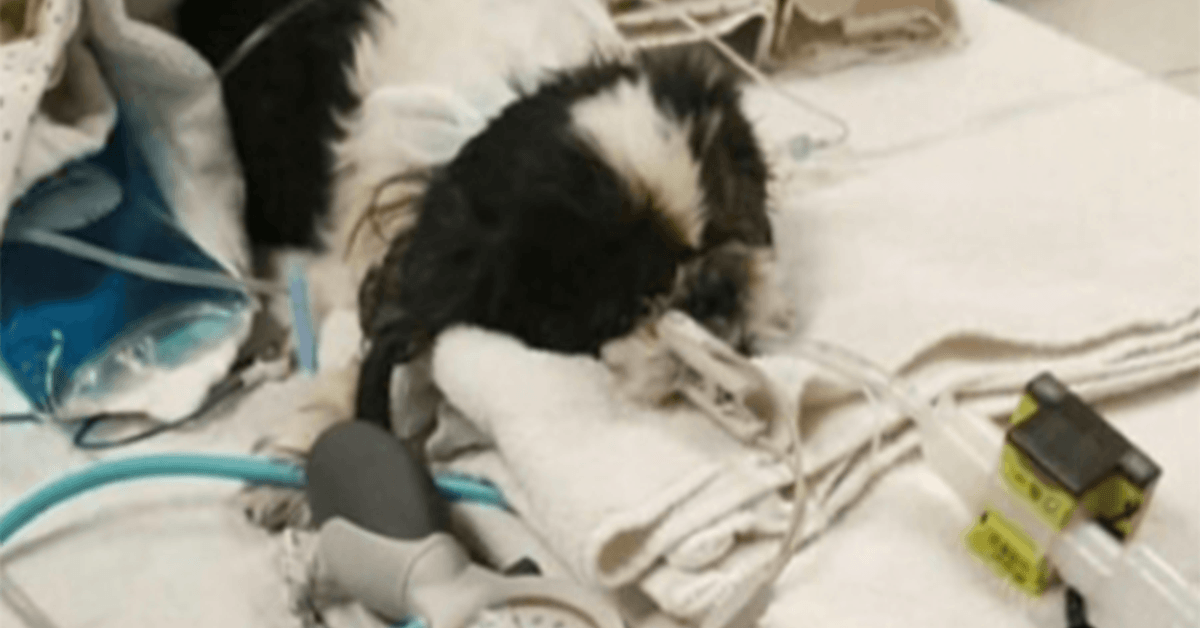 Veterinar greškom eutanazira psa, ali ona se bori da preživi unatoč svemu
