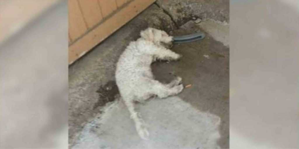 ‘Mrtav’ pas podigao glavu kad je osoba koju je čekao došla da ga odvede kući